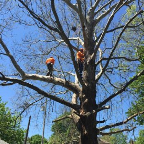 Image for Mark's Tree Care with ID of: 1704196