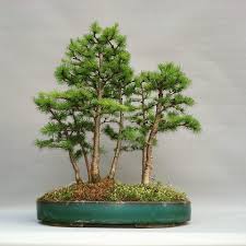Image for Tree Planting Guys with ID of: 1709125