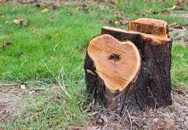 Image for Tree Removal Squad with ID of: 1710199