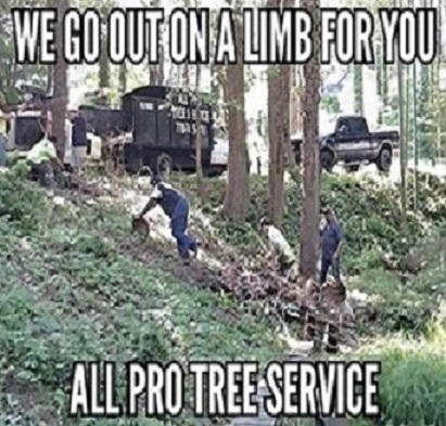 Image for All Pro Tree Service with ID of: 1711791