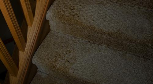 Image for A Crystal Clean Interior, Inc. with ID of: 1712696