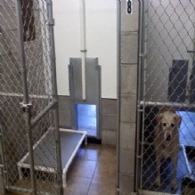 Image for Bed Bath & Biscuit Pet Resort with ID of: 1719429