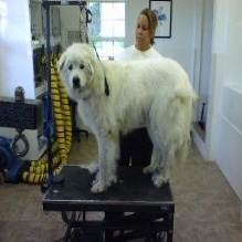 Image for Bed Bath & Biscuit Pet Resort with ID of: 1719430