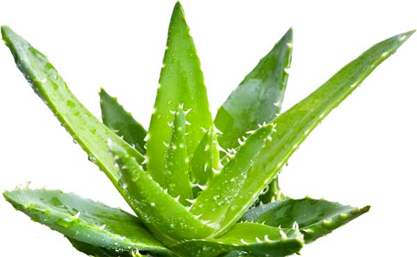 Image for Pure Aloe Vera Organization with ID of: 1725942