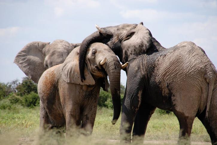 Image for Plan a Safari Trip the Right Way with ID of: 1727390