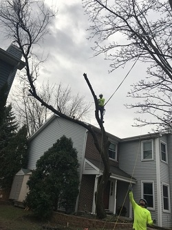 Image for Efren's Just For Trees, Inc. with ID of: 1729511