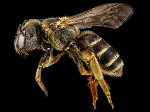 Image for Clifton Park Pest Control with ID of: 1733103