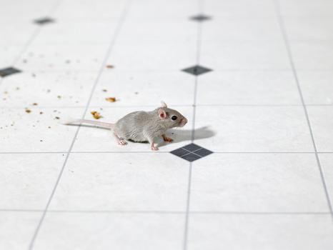 Image for Impressive Exterminating with ID of: 1733114