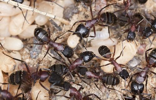 Image for Impressive Exterminating with ID of: 1733121