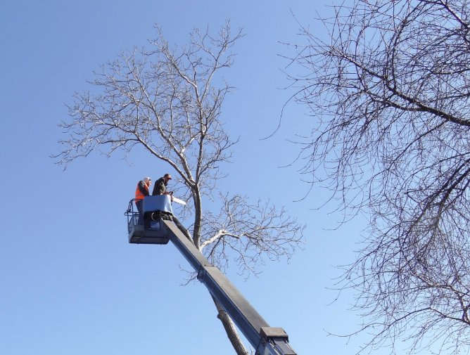 Image for Framingham Tree Pros with ID of: 1733255