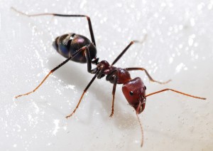 Image for Superior Grade A Pest Control with ID of: 1737068