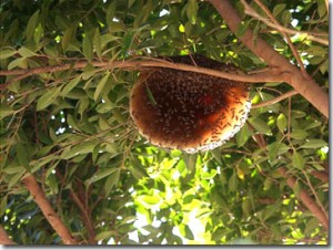 Image for Superior Grade A Pest Control with ID of: 1737069
