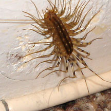 Image for Superior Grade A Pest Control with ID of: 1737070