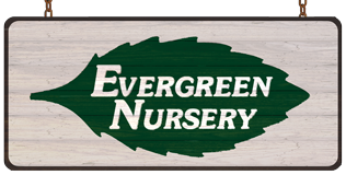 Image for Evergreen Nursery with ID of: 1737777