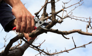 Image for Cincinnati Tree Pros with ID of: 1741391