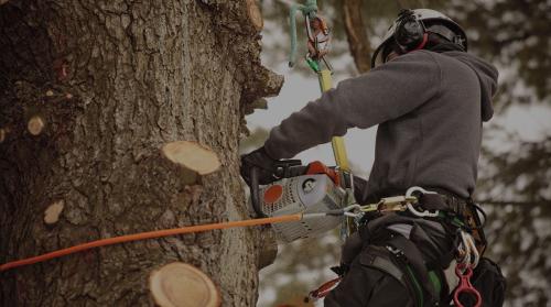 Image for M & M Tree Experts, Inc. with ID of: 1744186