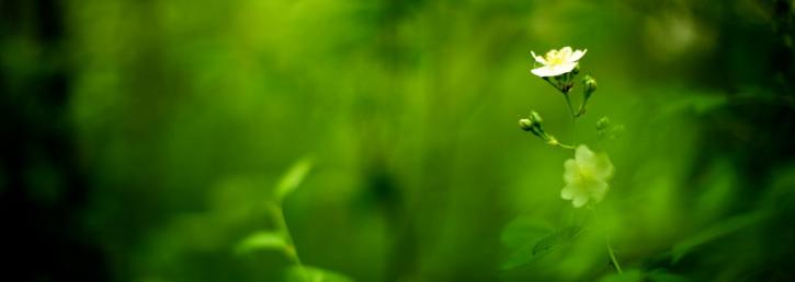 Image for Waynesboro Nurseries Inc with ID of: 1746337