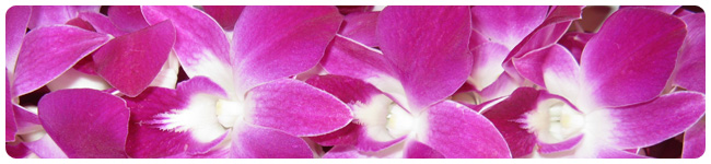 Image for Best Flower Leis with ID of: 1747554