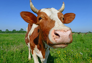 Image for Frozen Beef Products with ID of: 1748011