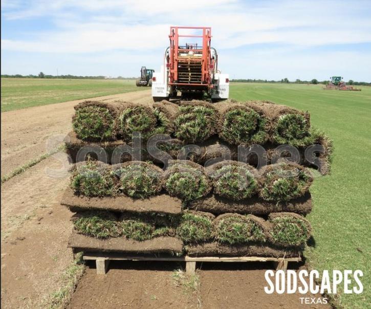 Image for SodScapes Texas with ID of: 1752611