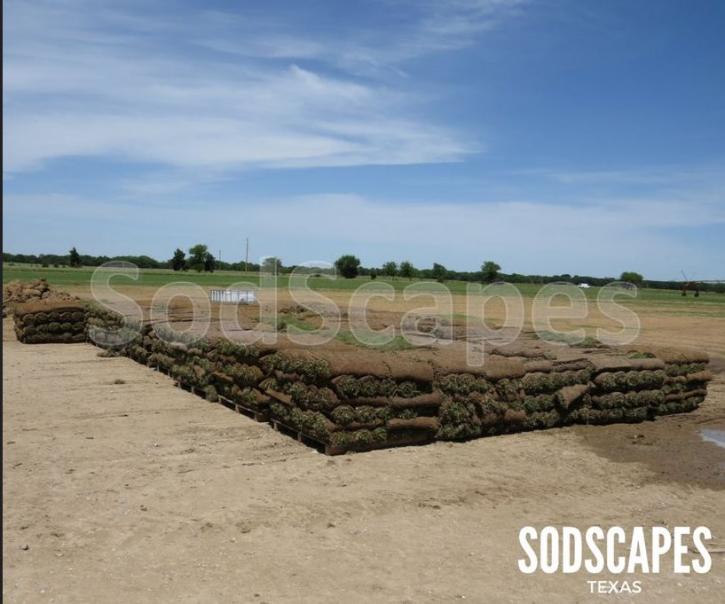 Image for SodScapes Texas with ID of: 1752618