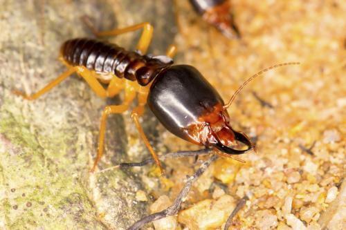 Image for Amen Pest Control LLC with ID of: 1757404