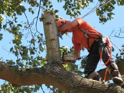 Image for Kanshoh Trees with ID of: 1759460