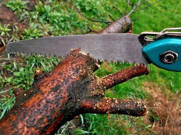 Image for Kanshoh Trees with ID of: 1759463