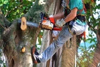 Image for JT Tree Service Orange County with ID of: 1759856