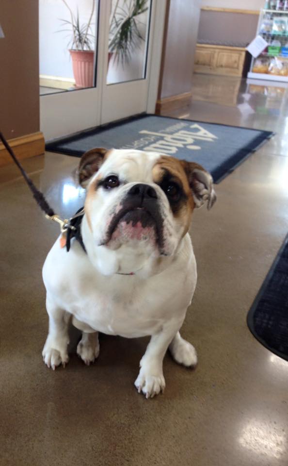 Image for Alpine Animal Hospital with ID of: 1767098