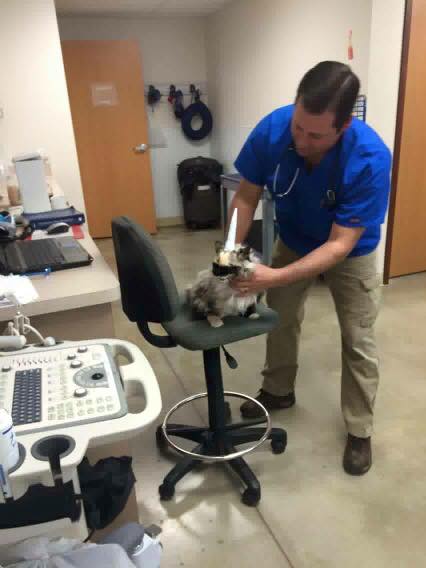 Image for Alpine Animal Hospital with ID of: 1767138