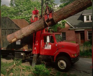 Image for Porterfield Tree with ID of: 1767145