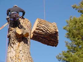 Image for Hickory Tree Service with ID of: 1776241