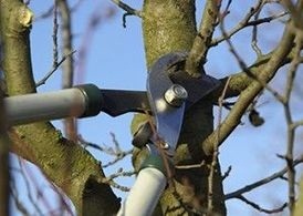 Image for Hickory Tree Service with ID of: 1776245