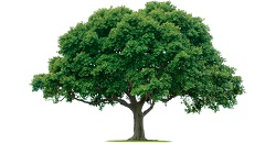 Image for Hickory Tree Service with ID of: 1776246