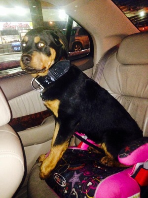 Image for Walkin The Dog with ID of: 1779067