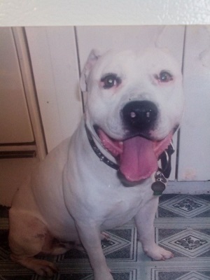 Image for Walkin The Dog with ID of: 1779068