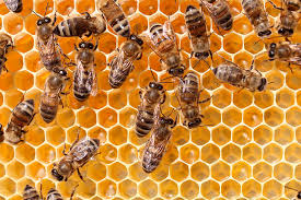 Image for Patrick's Pest Control with ID of: 1790094