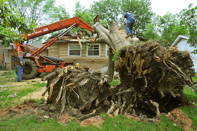 Image for Las Vegas Tree Trimmers with ID of: 1793102