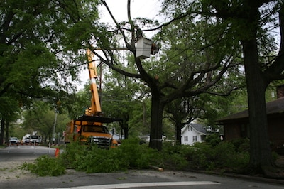 Image for Las Vegas Tree Trimmers with ID of: 1793108