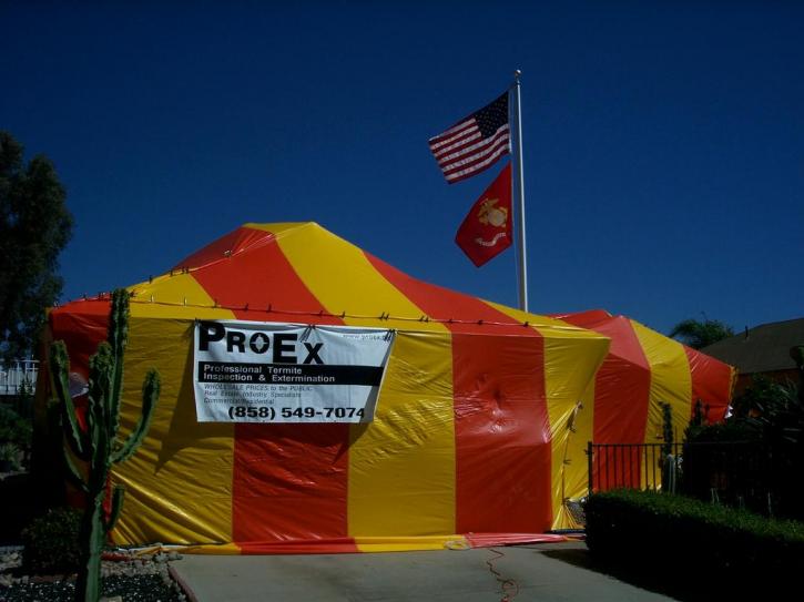 Image for ProeX Termite with ID of: 1793289