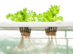 Image for Global Hydroponics Market 2016 Industry Analysis & Forecast 2024 with ID of: 1797301
