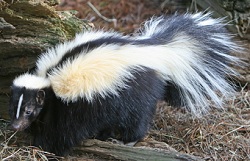 Image for Vallejo Pest Control with ID of: 1799571