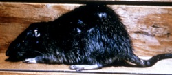 Image for Vallejo Pest Control with ID of: 1799572