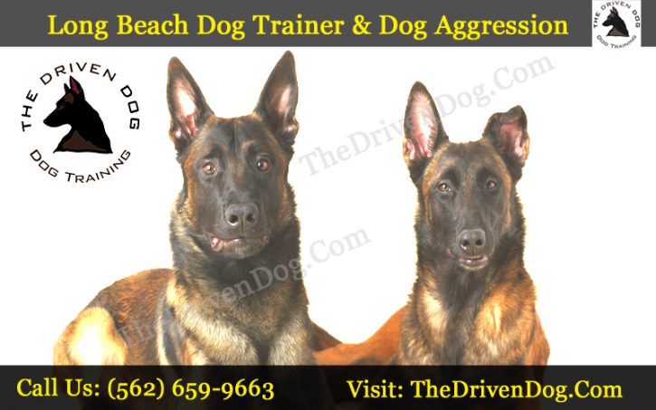 Image for The Driven Dog – Long Beach Dog Training with ID of: 1802095