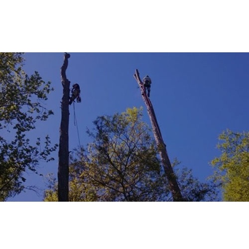 Image for Knowtrees LLC with ID of: 1808561