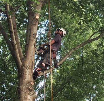Image for Knowtrees LLC with ID of: 1808563