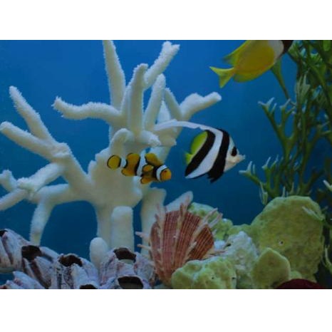 Image for Aquatech Aquarium Service with ID of: 1811004
