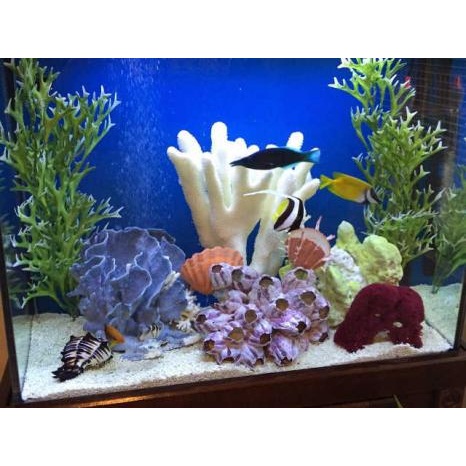 Image for Aquatech Aquarium Service with ID of: 1811007