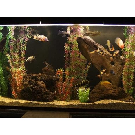 Image for Aquatech Aquarium Service with ID of: 1811010